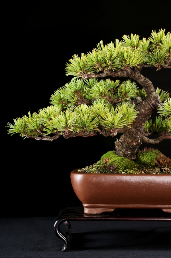 五葉松 樹齢約50年 【公式通販】