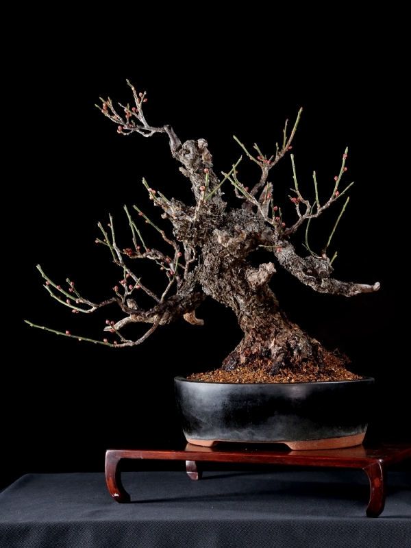 梅盆栽 古木 極太幹 梅盆栽 古木 極太幹