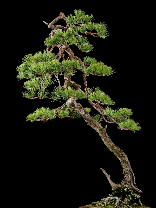 雨竹亭] 【樹齢約100年 五葉松】大品盆栽 松柏 斜幹文人 山採り 葉性