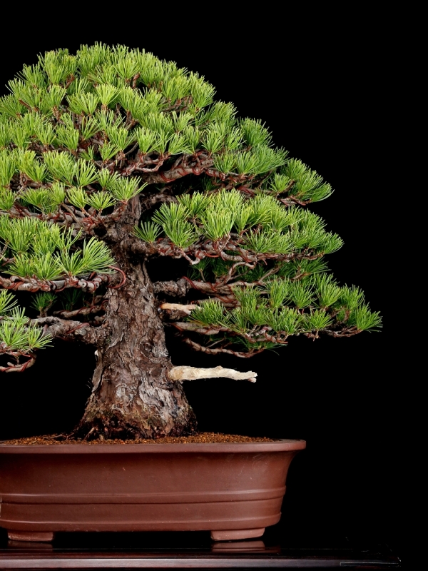 雨竹亭] 【樹齢約50年 黒松】小品盆栽 松柏 実生 労作中の労作 貴重作
