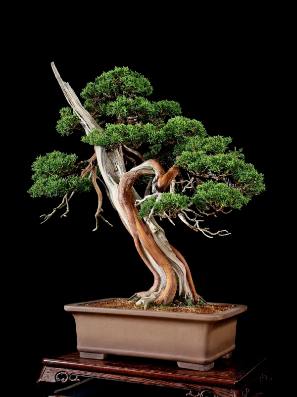 【中品　糸魚川真柏盆栽】　　　山採りじゃないの❓セール ★あきちゃん様…専用★ 雨竹亭] 【樹齢約50年 糸魚川真柏】中品盆栽 松柏 サバ芸 山採り 貴重 葉性