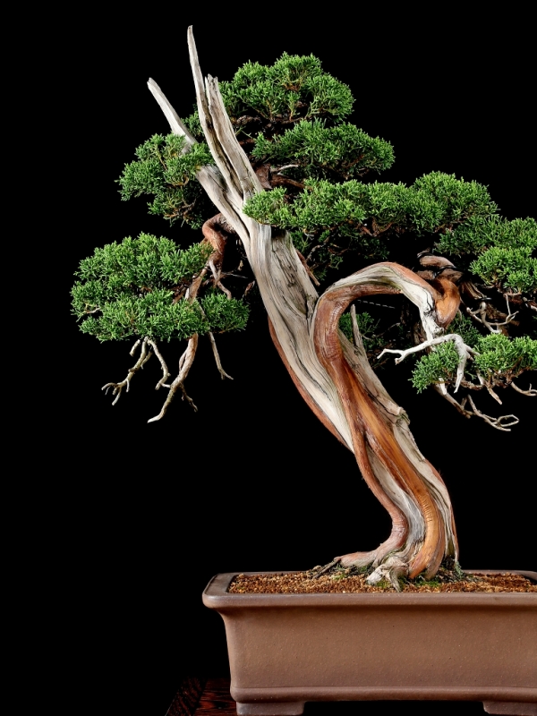 山採り　赤松　貴風サイズ　懸崖　盆栽 山採り 赤松 貴風サイズ 懸崖 盆栽