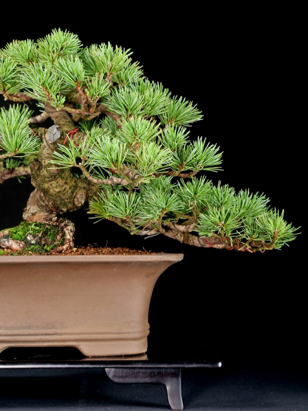 盆栽☆その2☆五葉松☆全高：約85cm☆樹齢：約50年