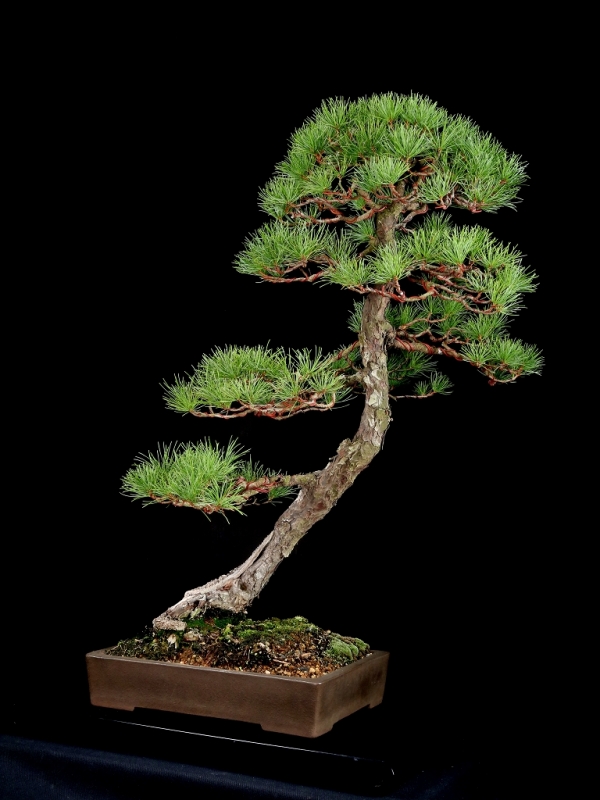 [雨竹亭] 【樹齢約60年 糸魚川真柏】中品盆栽　松柏　山採り　幹模様　枝づくり 盆栽 中品 真柏 雨竹亭] 樹齢約60年 真柏中品