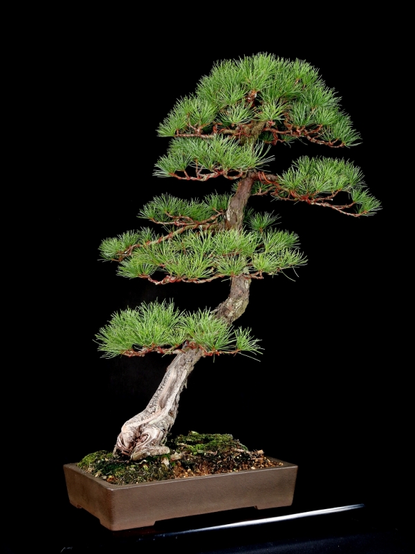 雨竹亭] 【樹齢約100年五葉松】大品盆栽松柏文人木古樹サバ芸山採り