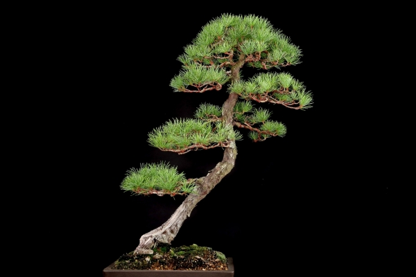 雨竹亭] 【樹齢約100年 赤松】大品盆栽 松柏 古幹 幹肌 サバ幹 屈曲幹芸