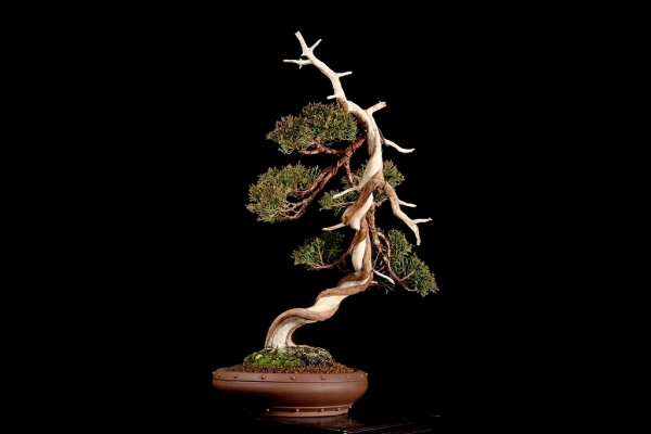 雨竹亭] 【樹齢約45年 糸魚川真柏】中品盆栽 松柏 捻転幹芸 枝づくり