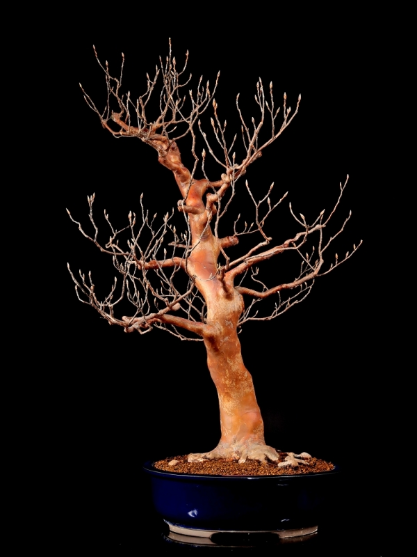 ガチ盆栽】野梅 激古 ガチ盆栽】野梅 激古｜ガチ盆栽】野梅 激古