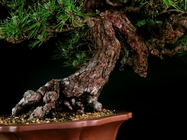 黒松　盆栽　神舎利　樹齢約70年 雨竹亭] 樹齢約70年 黒松 AC0156 中品盆栽/松柏/山採り/天然/