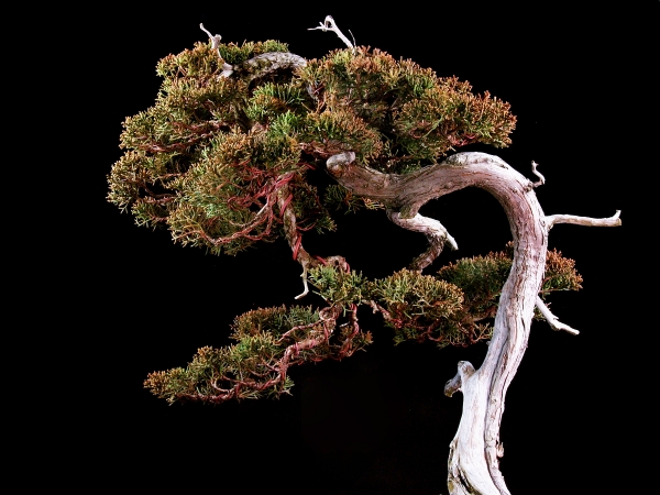 真柏 [山採り文人木] 大品盆栽 雨竹亭] 【樹齢約90年