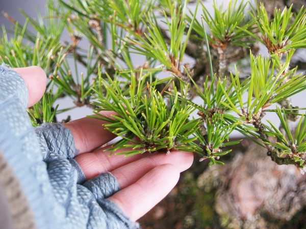 花,园艺 盆栽 盆栽 松 ■ 树齢约80年 三河黒松 ■ 钵/和额面长方  钵