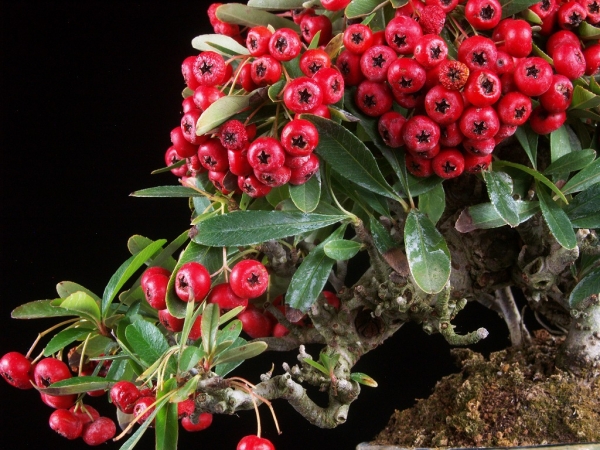[雨竹亭] 【樹齢約45年 ピラカンサ】小品盆栽　実物　実成り　根上がり風　赤実