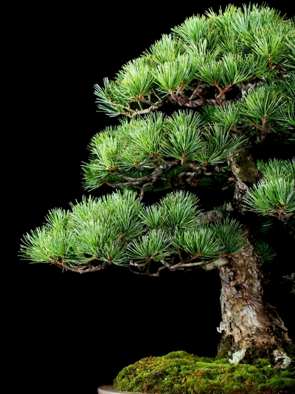 BONSAI TOKYO | CLUB 盆栽 pine) Kuromatsu (Black 松柏類 2026年最新