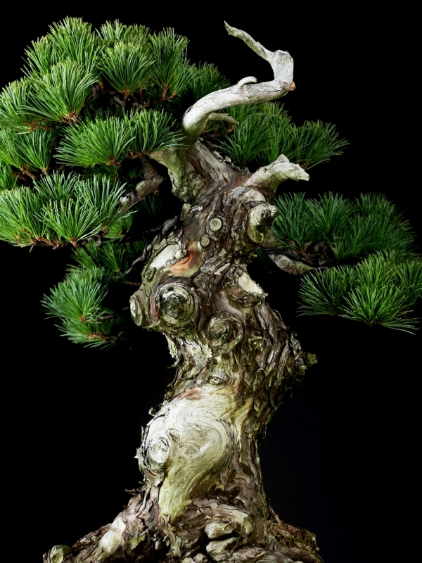 ウバメガシ [斜幹木] 中品盆栽素材 雨竹亭] 【樹齢約100年 ウバメガシ