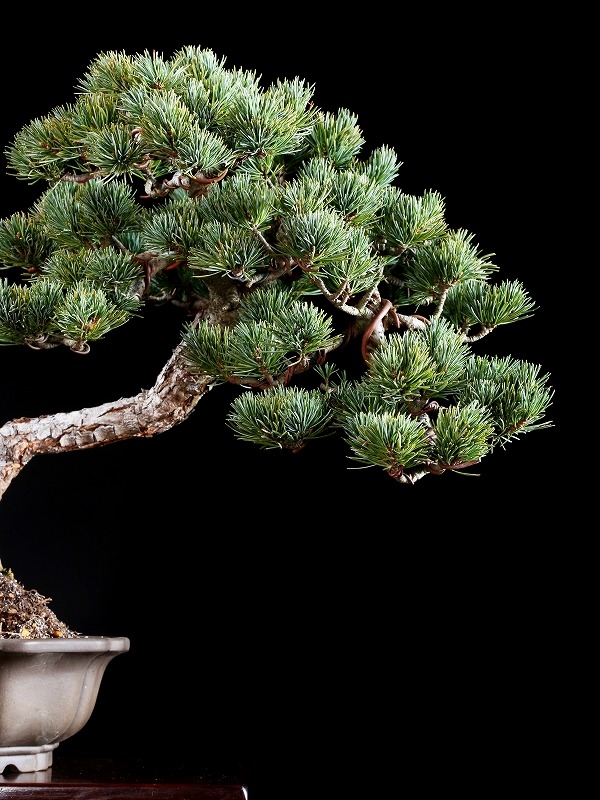 盆栽☆その2☆五葉松☆全高：約85cm☆樹齢：約50年