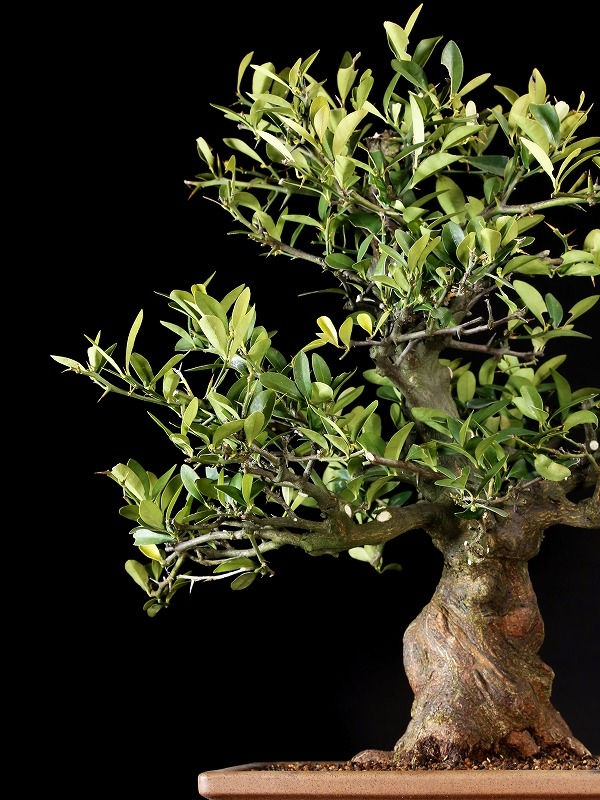 雨竹亭 樹齢約50年 金豆 キンズ 中品盆栽 実物 太幹 逸材 人気種 Dejapan Bid And Buy Japan With 0 Commission