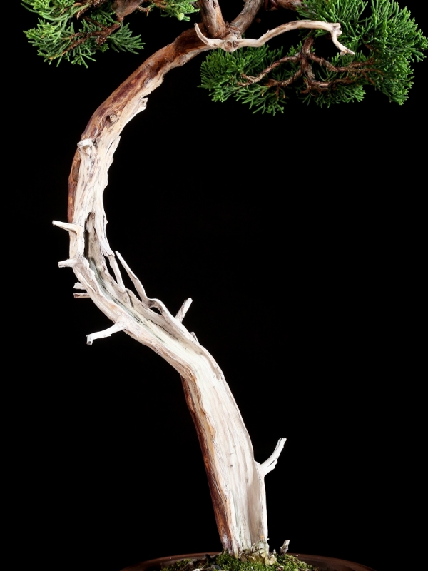 [盆栽]真柏/サバ幹 Yahoo!オークション - 真柏盆栽 糸魚川真柏 サバ幹 小品盆栽 ミニ盆栽