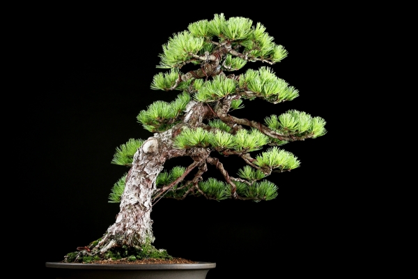 即展示可能 文人那須五葉松 古木（検索/真柏 黒松 赤松 捻転 懸崖 盆栽