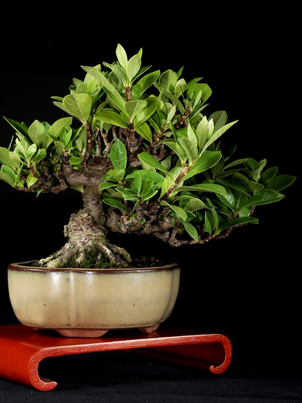 クチナシ極太 小品盆栽 エブリー様専用 【公式通販】