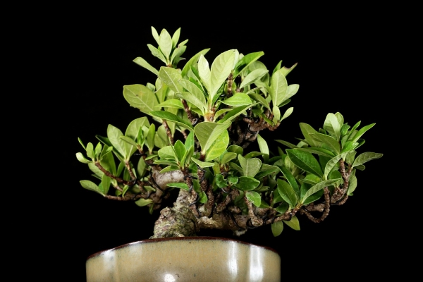 クチナシ極太 小品盆栽 エブリー様専用 【公式通販】