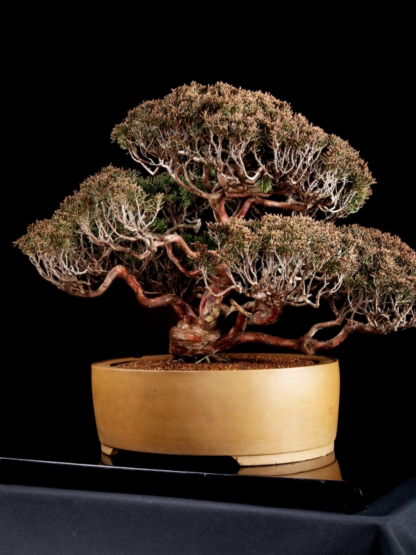 [雨竹亭] 【樹齢約60年 糸魚川真柏】中品盆栽　松柏　山採り　幹模様　枝づくり 盆栽 中品 真柏 雨竹亭] 樹齢約60年 真柏中品