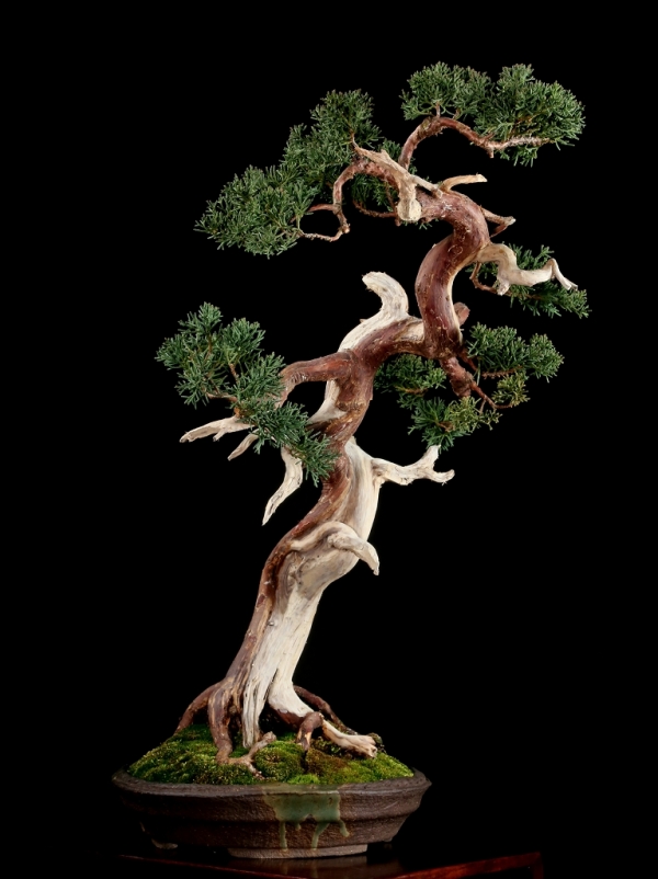 雨竹亭] 【樹齢約70年 真柏】中品盆栽 松柏 山採り 斜幹づくり 間調子