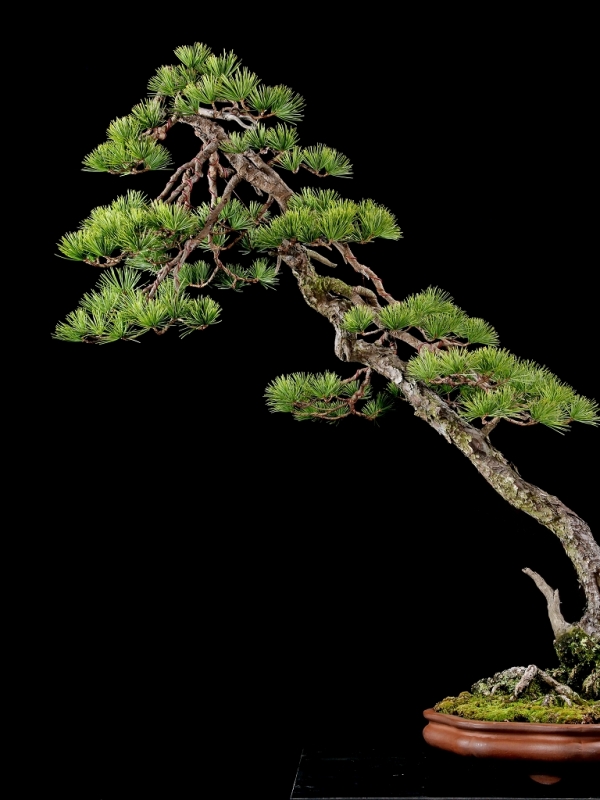 五葉松 推定47年 値下げ 五葉松 推定47年 値下げ 樹齢約50年 五葉松】#011 – 桃松園 Online Store