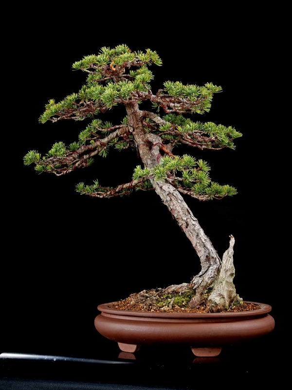 最安値，本物保証 [雨竹亭] 【樹齢約100年 那須五葉松】中品盆栽 松柏