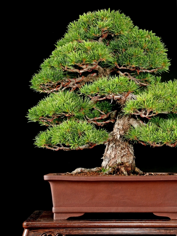 雨竹亭] 【樹齢約100年 五葉松】大品盆栽 松柏 斜幹文人 山採り 葉性