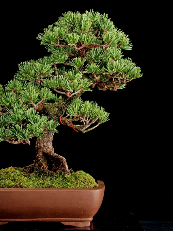 八房五葉松 九重 [模様木] 中品盆栽 雨竹亭] 樹齢約70年 [