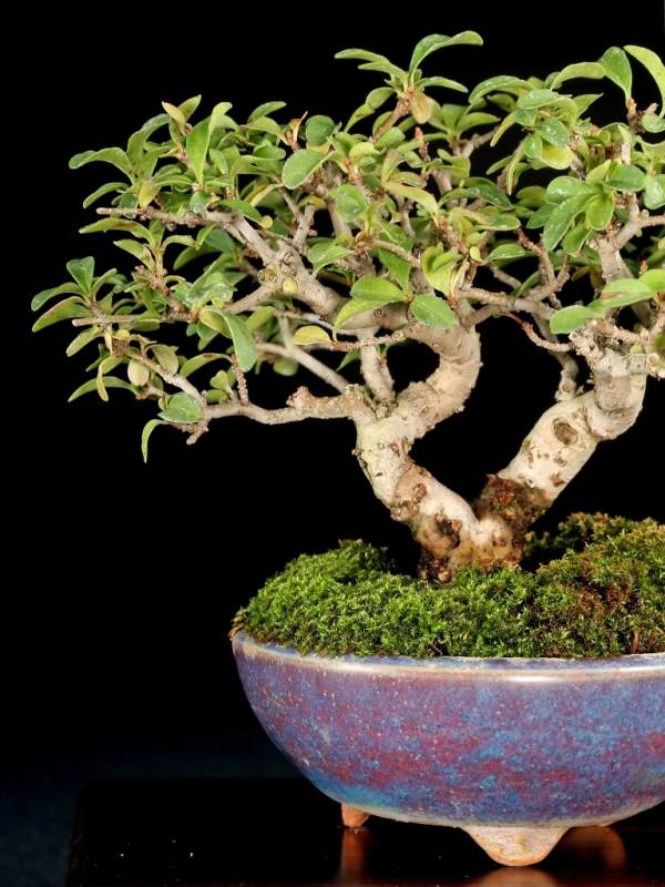 盆栽・苔玉 ソナレ 石付き 古木