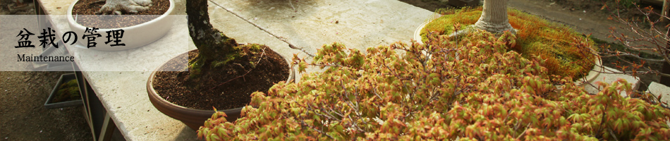 盆栽の管理